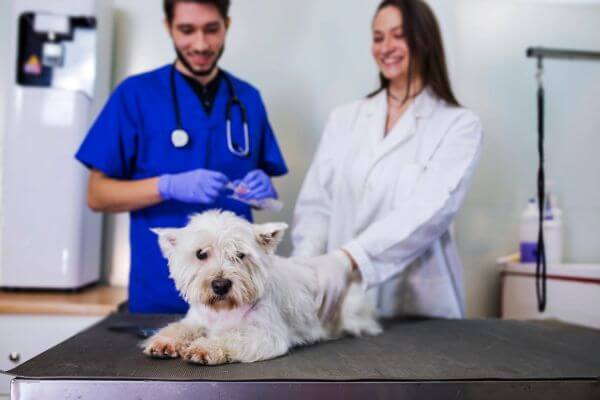 curso-de-auxiliar-de-veterinário
